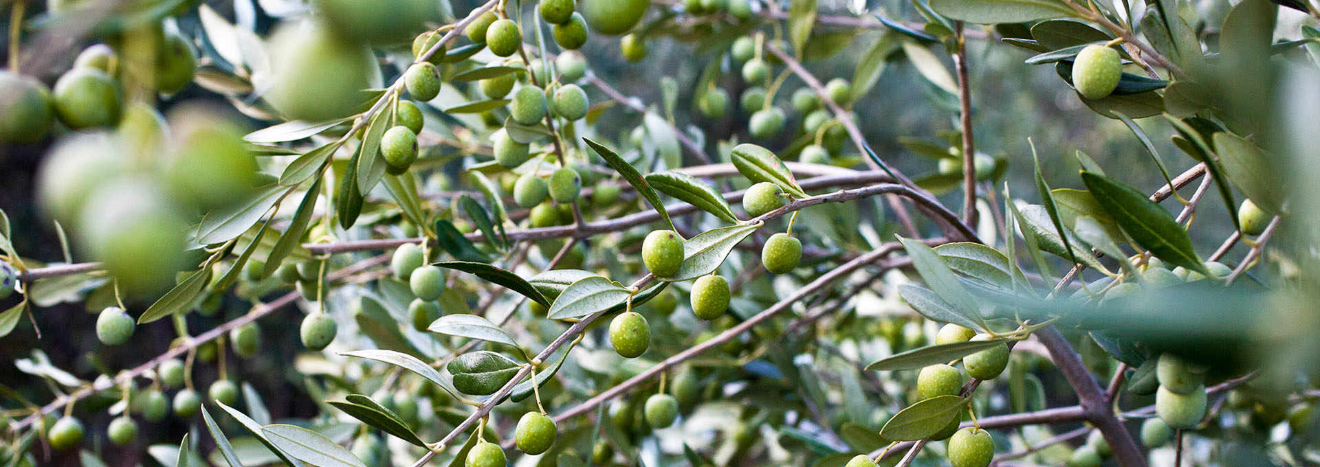Discover the Unique Qualities of Coratina Olives