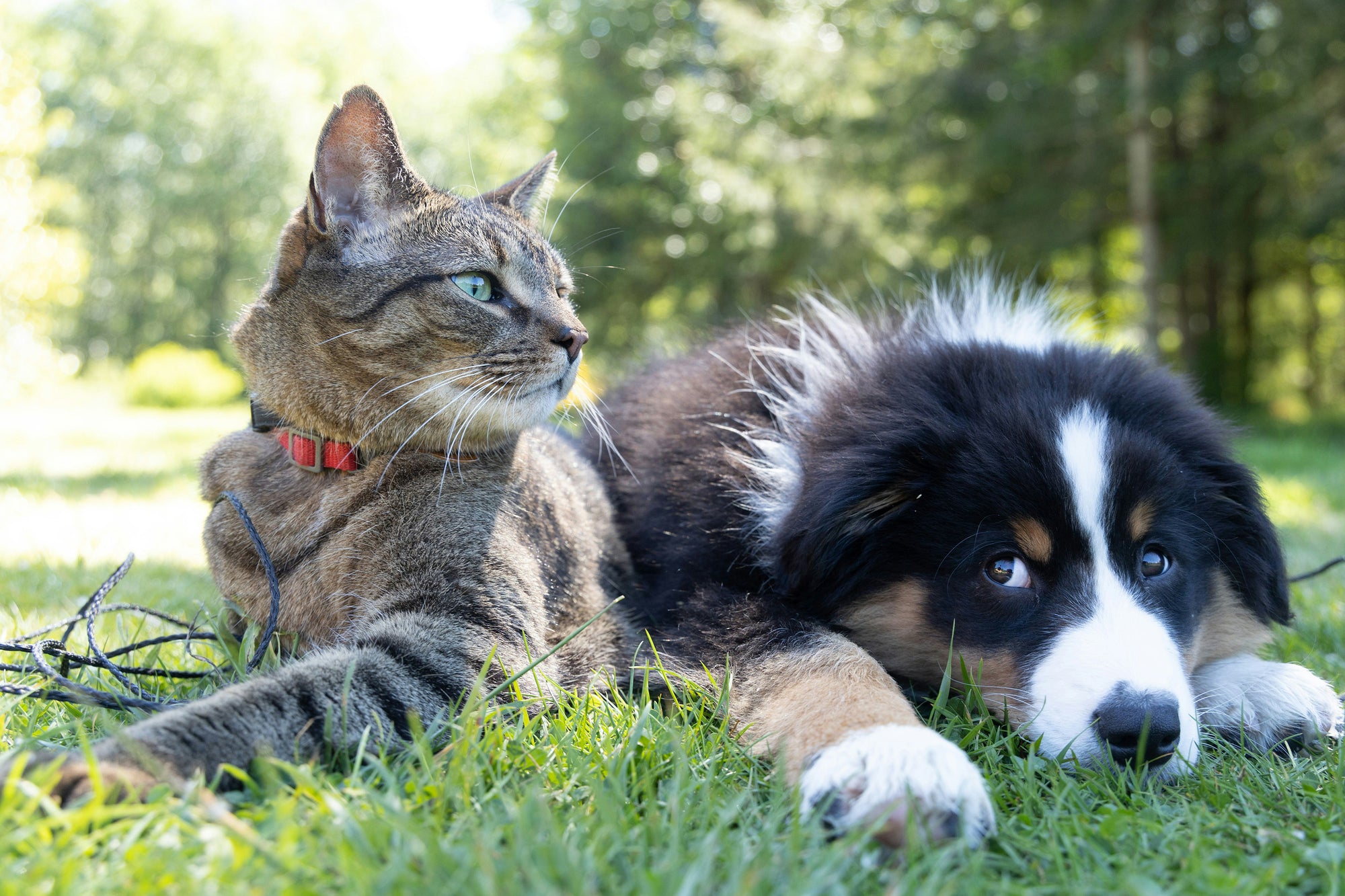 Boosting Your Dog’s Health Naturally