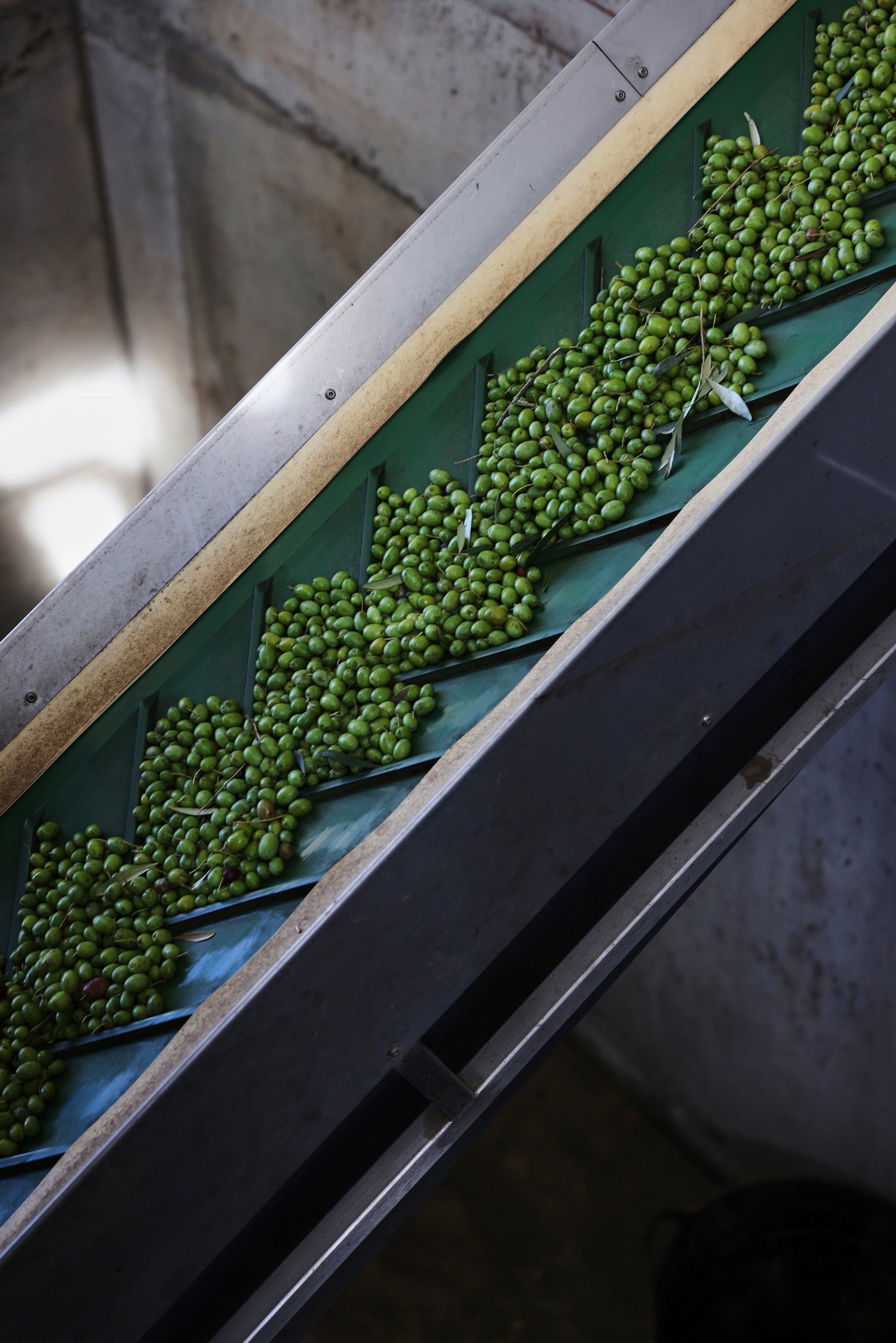 Olive Oil & Dressings